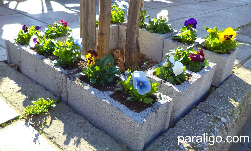 When cement blooms.. | Paraligo.com